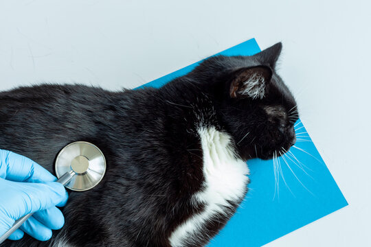 the veterinarian listens with a statoscope to the cat lying on the table, physical examination of pets, animal health Concept