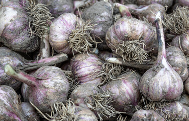 Freshly harvested organic garlic close up