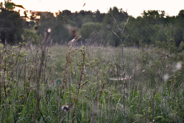 Obraz premium sunrise in the summer forest