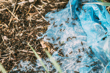Red Forest Ants (Formica Rufa) Crawling On Plastic Bag In Forest. Ants Moving In Anthill