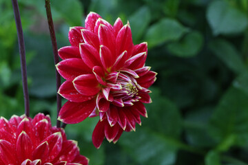 Isolated natural dahlia flower on green background