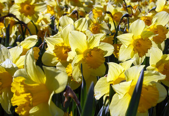 Field covered with yellow daffodils