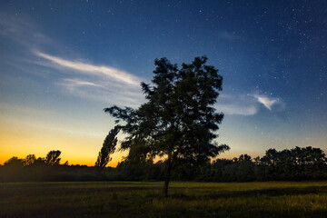 Fototapeta na wymiar ein baum steht alleine in der nacht unter wolkenfreien sternenhimmel