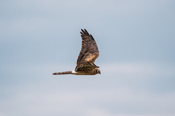 Hen Harrier Or Circus Cyaneus Wild Bird Flies In Blue Sky In Belarus.