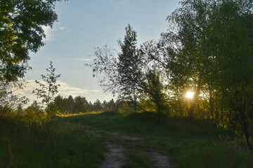 sunrise in the summer forest