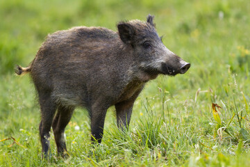 Wild boar, sus scrofa, standing on field in summertime nature. Interested boar looking on meadow with blurred background. Wild swine staring on grass.