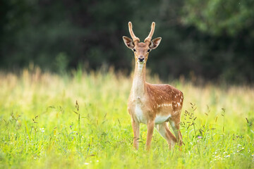 Naklejka na ściany i meble Young fallow deer, dama dama, stag standing on meadow in summer nature. Juvenile animal with antlers in velvet and white spots looking to the camera on grass. Wild mammal watching on pasture.