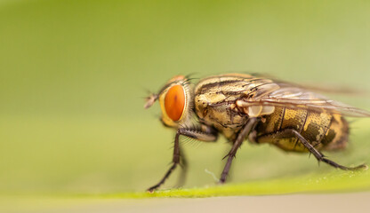 detail of housefly