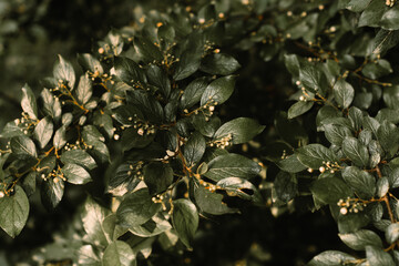 Fototapeta premium dark plants with green leaves