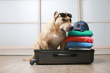 American Staffordshire terrier dog ready to go on a trip this summer vacation. Dog  a sitting behind the suitcase and put his paws on top black suitcase with sunglasses isolated at home background