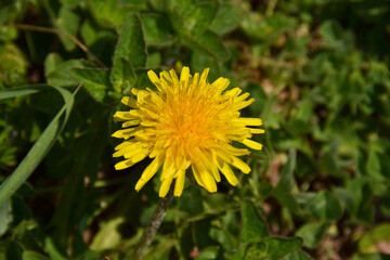 fleur de pissenlit jaune et aigrettes de pissenlit