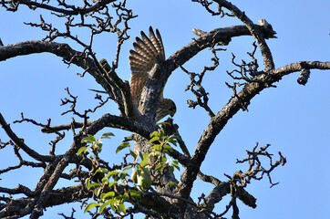 Raubvogel mit Maus in Baumwipfel