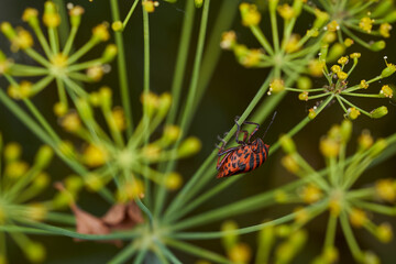 Red striped bedbug on a green branch of dill Graphosoma italicum, red and black striped stink bug,...