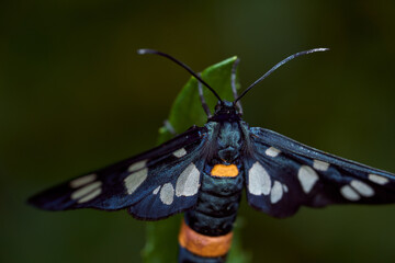 Dark blue butterfly with mottled wings on a green leaf. Macro effect photo