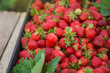Ripe red strawberries on locally farmers market