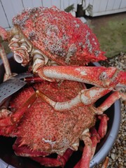 red crab on the market