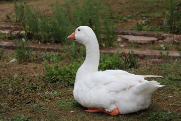 white goose on the grass