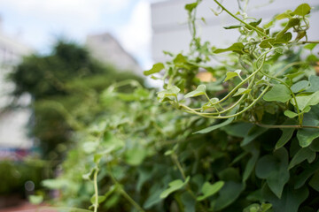 ヒルガオ・つる・アップ・街角