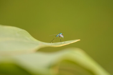 dragonfly on a green leaf