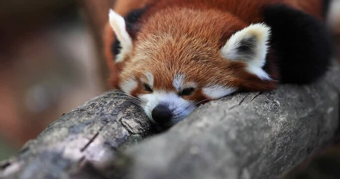 Red panda in the tree