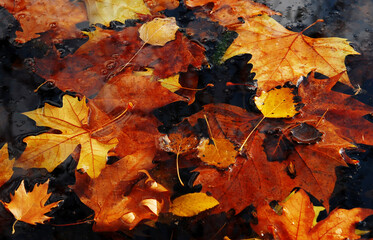 Naklejka na ściany i meble Leaves from different types of wood float on the surface of the water in the pond
