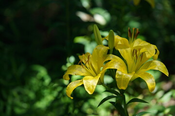 Fototapeta premium Light Yellow Thunberg Lily in Full Bloom