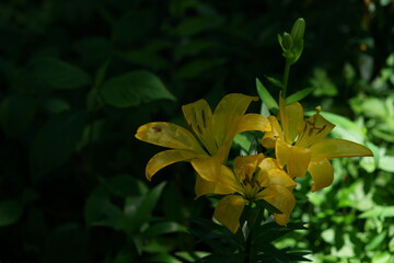Light Yellow Thunberg Lily in Full Bloom