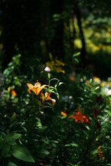Light Orange Thunberg Lily in Full Bloom