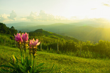 Sunset with alternating mountains and flowers