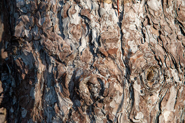 Close up of bark from a tree.