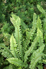 Fern Leaves plant pattern for background.