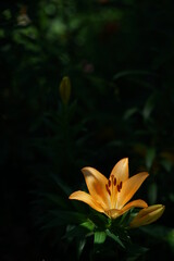 Fototapeta na wymiar Light Orange Thunberg Lily in Full Bloom