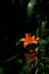 Obraz premium Light Orange Thunberg Lily in Full Bloom