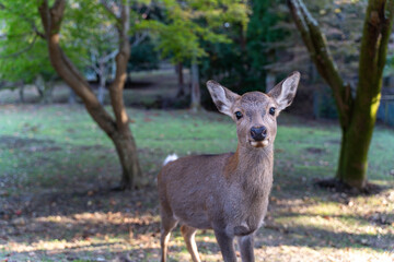 公園にいる鹿
