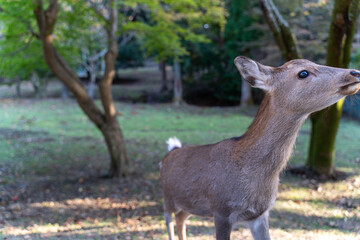 公園にいる鹿