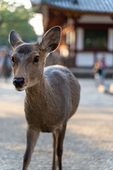 公園にいる鹿