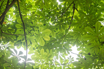 Fototapeta na wymiar Horse-chestnut green foliage