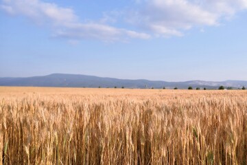 wheat field and blue sky