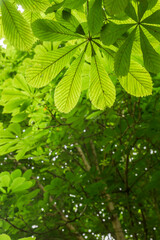 Horse chestnut foliage