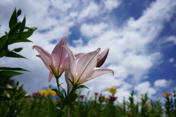 Faint Pink Flower of Thunberg Lily in Full Bloom