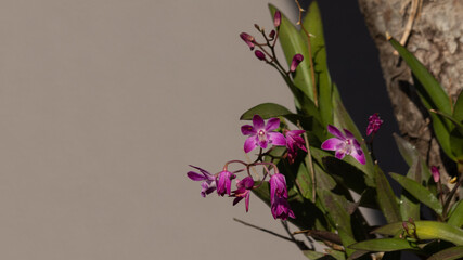 Purple orchid with green leaves in brown wall
