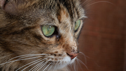 Brown cat with green eyes
