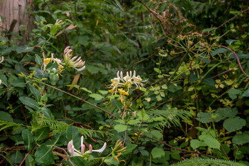 Wild honeysuckle blooming