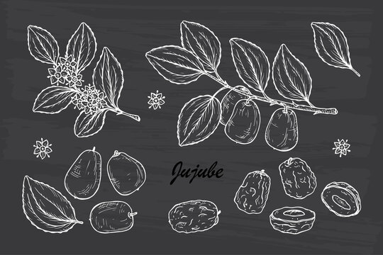 Medicinal plants Set. Exotic tropical fruit Jujube sometimes Ziziphus jujuba or zizyphus, red date, Chinese date, Korean date, Indian date. Leaves, Flowers, Berries. Alternative medicine