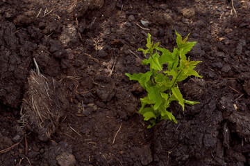 A small tree makes its way through the black earth. With copy space.