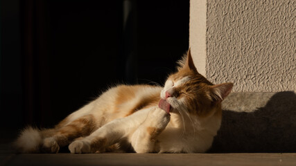 Golden and white cat in sunset