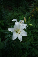 White Thunberg Lily in Full Bloom