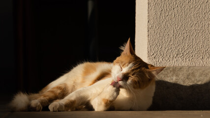 Golden and white cat in sunset