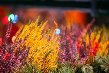 Bush Of Yellow And Red Colors Calluna Plants In Pots In Garden