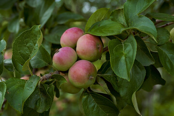 Young apples with red side on green branches